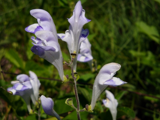 {Scutellaria pseudoserrata}